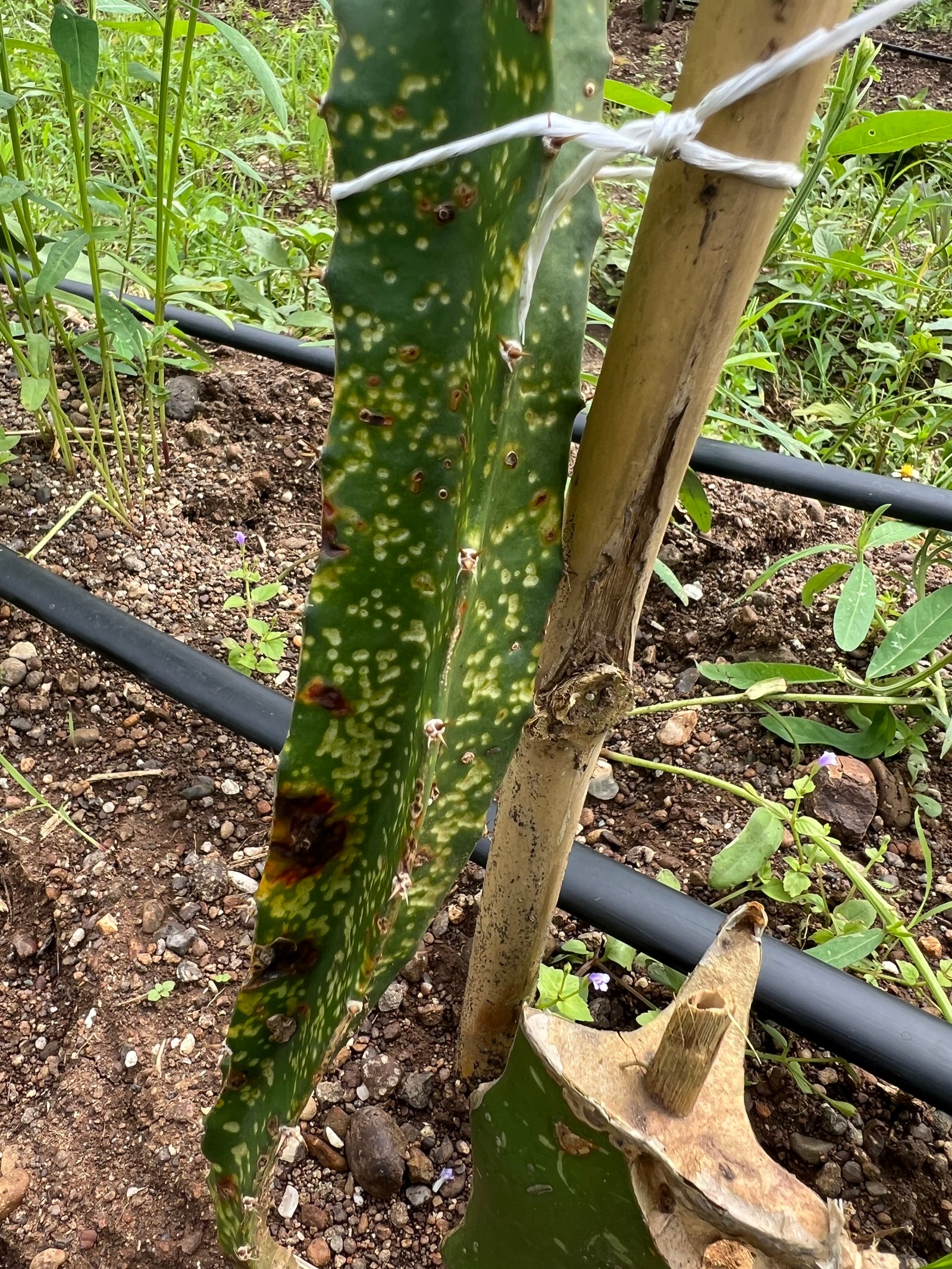 Farming harvest