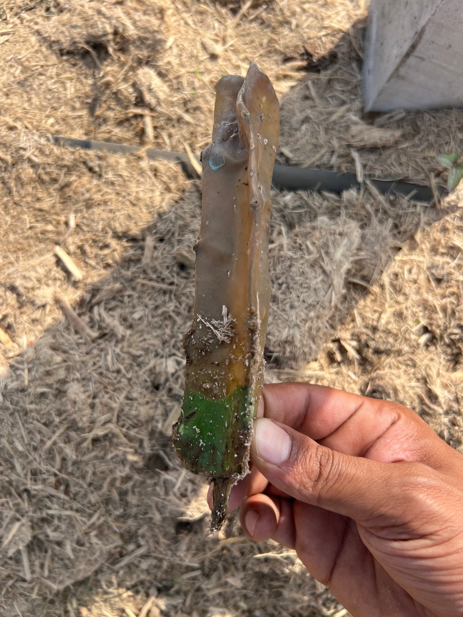 Farming harvest