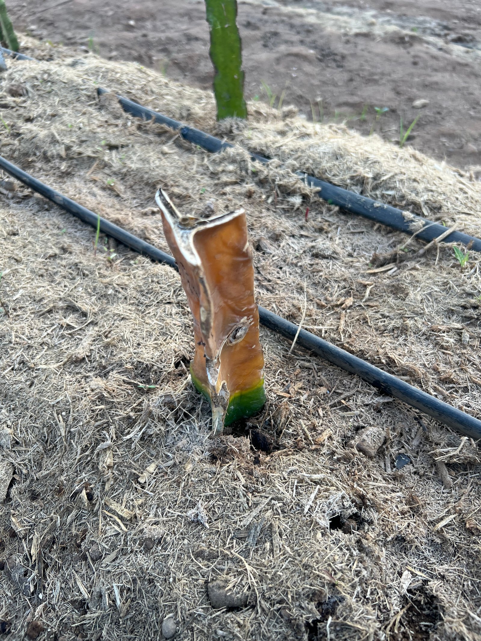 Farming harvest