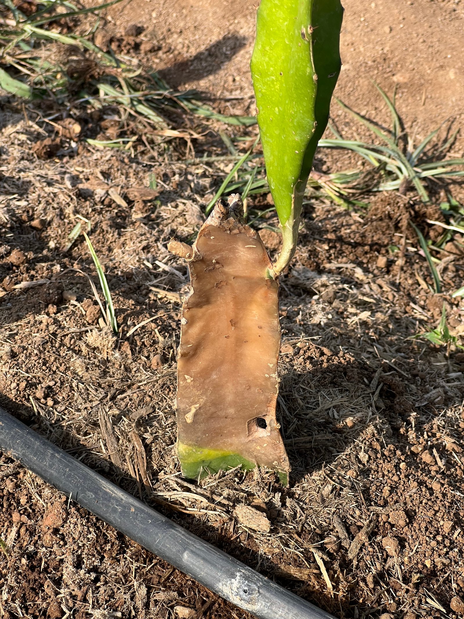 Farming harvest