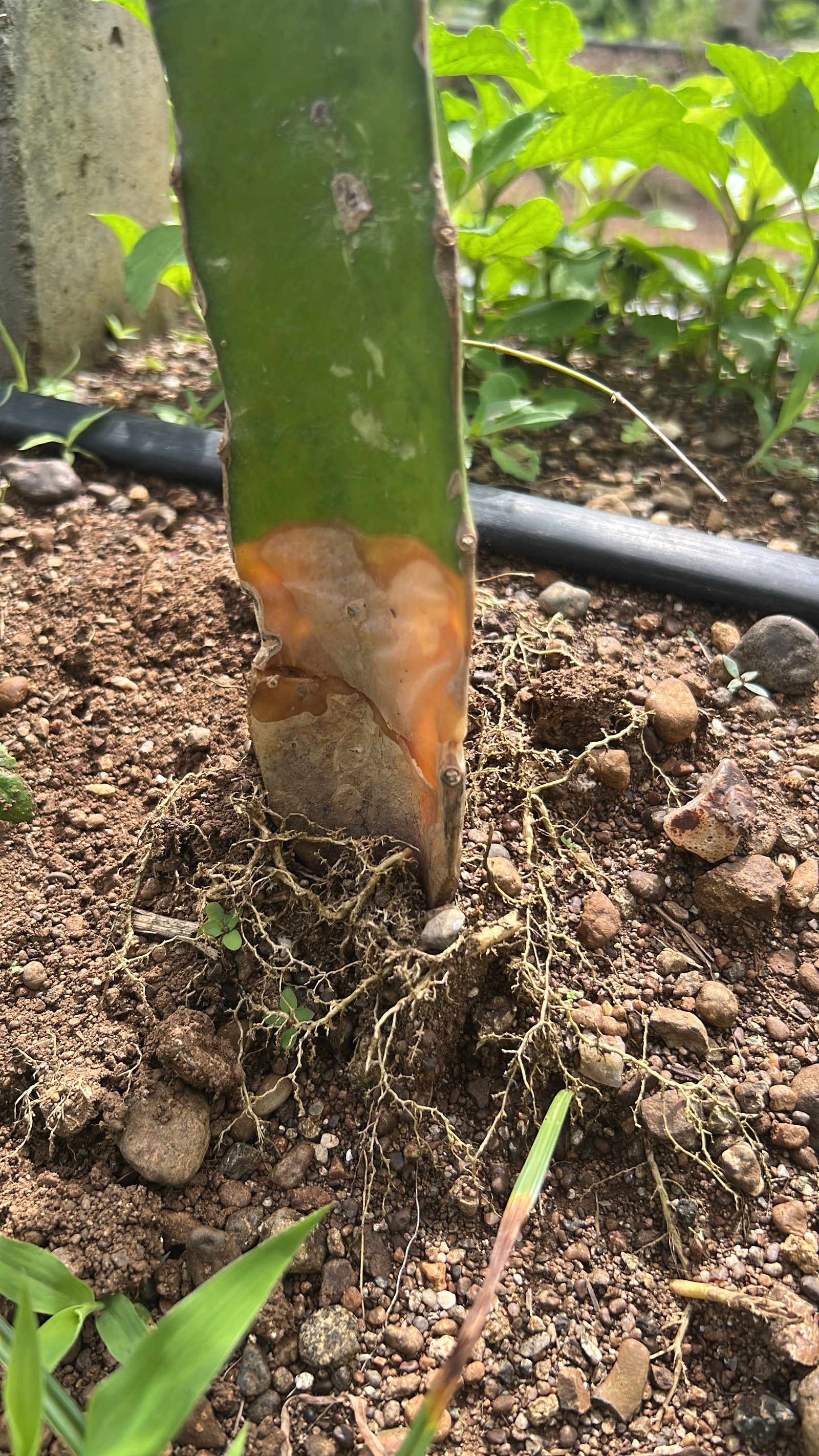 Dragonfruit plant