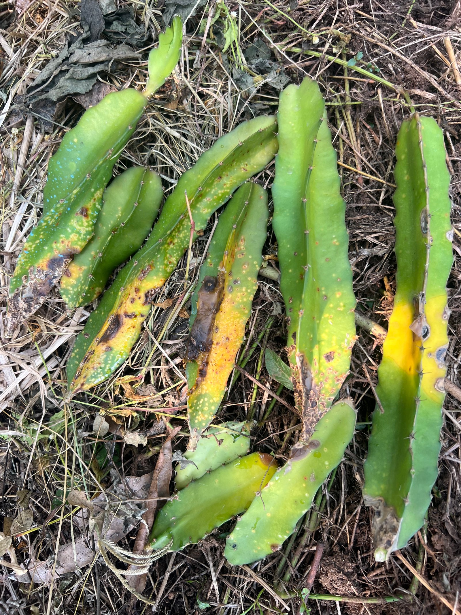 Farming harvest