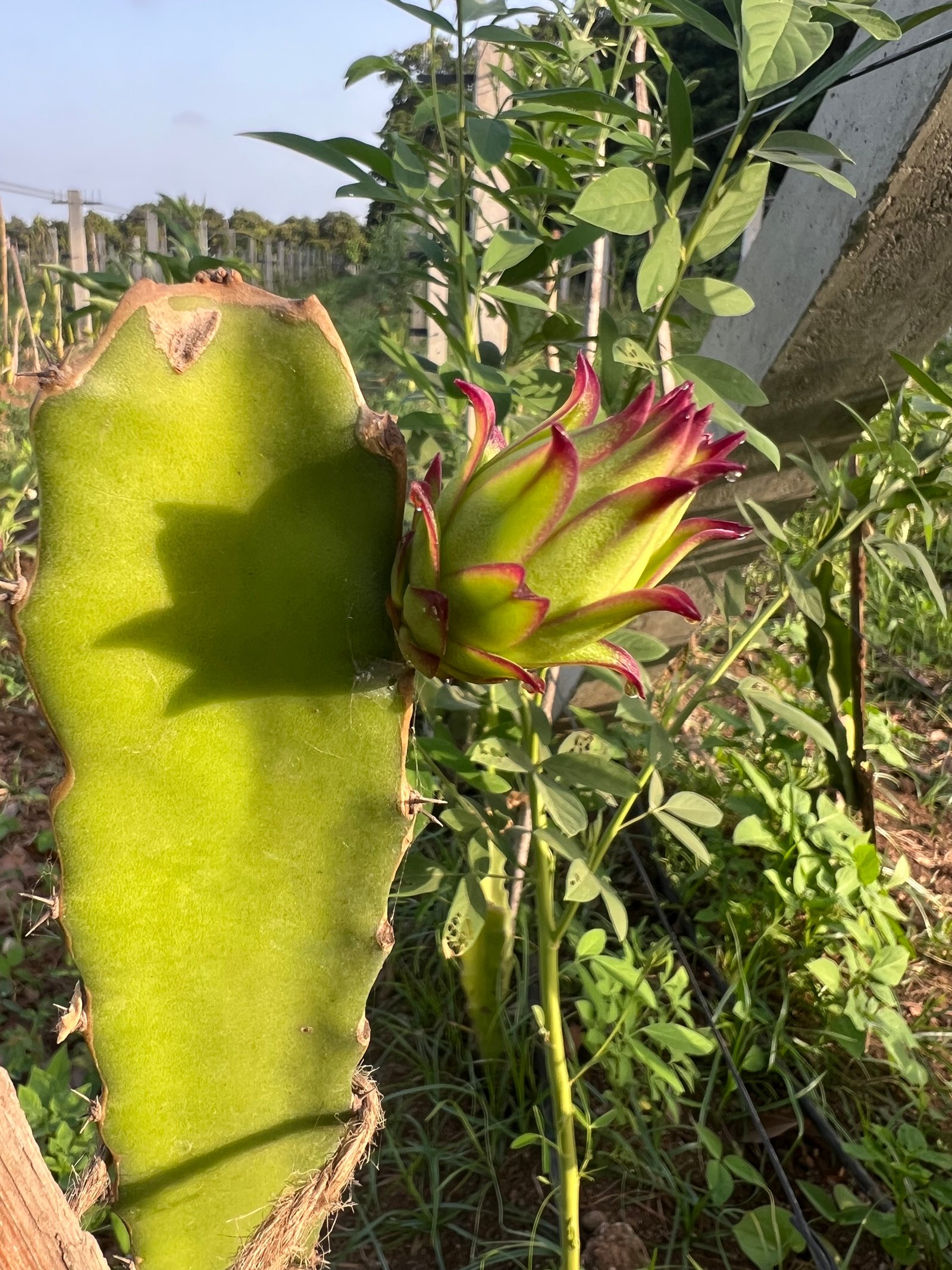 Dragonfruit harvest