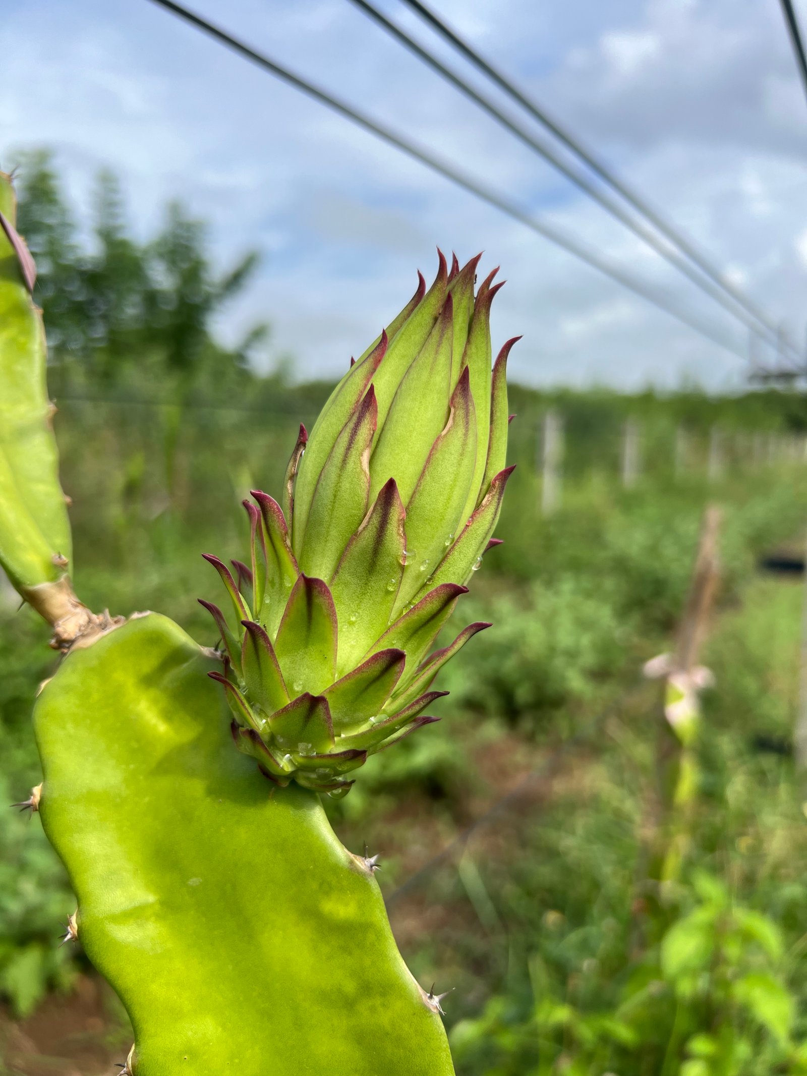 Dragonfruit plant