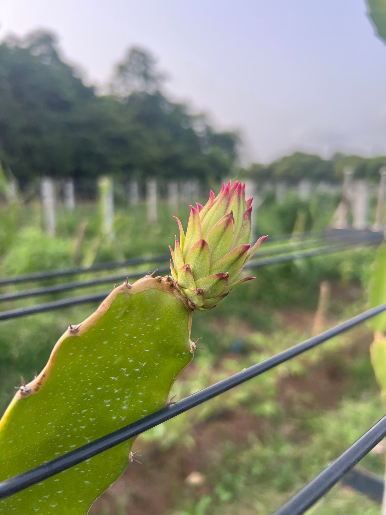 Dragonfruit plant